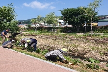 저전동 새마을협의회 옥천변 수국 식재관련된 이미지 입니다