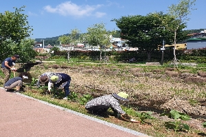 저전동 새마을협의회 옥천변 수국 식재 boardEdit37