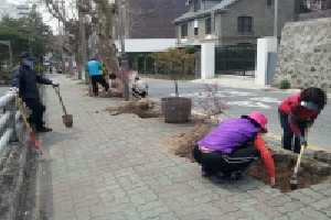 매곡동 홍매화 식재