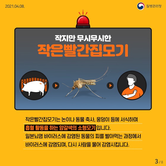 작지만 무시무시한 작은빨간집모기
 작은빨간집모기는 논이나 동물 축사, 웅덩이 등에 서식하며, 흡혈 활동을 하는 암갈색의 소형모기입니다. 일본뇌염 바이러스에 감염된 동물의 피를 빨아먹는 과정에서 바이러스에 감염되며, 다시 사람을 물어 감염시킵니다.