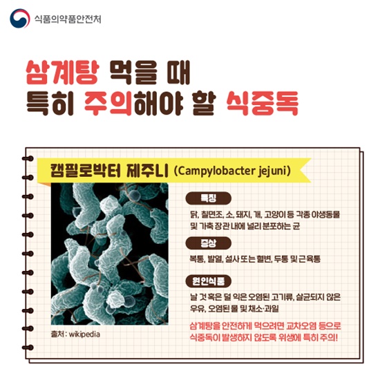 ◆ 삼계탕 먹을 때 특히 주의해야 할 식중독
- 캠필로박터 제주니 (Campylobacter jejuni)
(특징) 닭, 칠면조, 소, 돼지, 개, 고양이 등 각종 야생동물 및 가축 장관 내에 널리 분포하는 균