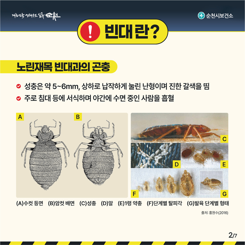 ■ 빈대란?
노린재목 빈대과의 곤충
- 성충은 약 5~6mm, 상하로 납작하게 눌린 난형이며 진한 갈색을 띰
- 주로 침대 등에 서식하며 야간에 수면 중인 사람을 흡혈